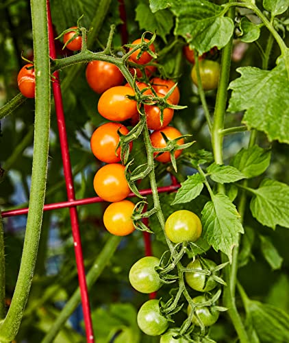 Burpee Sun Gold Hybrid Non-GMO Home Garden | Sweet Orange Cherry Tomatoes | Best Vegetable Planting, 30 Seeds Burpee Sun Gold Hybrid Non-GMO Home Garden | Sweet Orange Cherry Tomatoes | Best Vegetable Planting, 30 Seeds