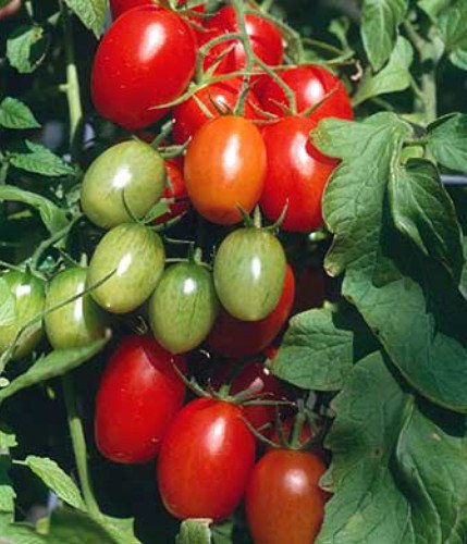 Juliet Grape Tomato 15 Seeds - High yields! Juliet Grape Tomato 15 Seeds - High yields!