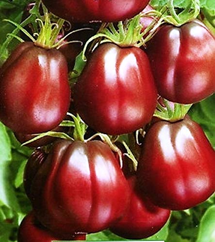 CEMEHA SEEDS - Black Truffle Tomato Japanese Determinate Non GMO Vegetable for Planting CEMEHA SEEDS - Black Truffle Tomato Japanese Determinate Non GMO Vegetable for Planting