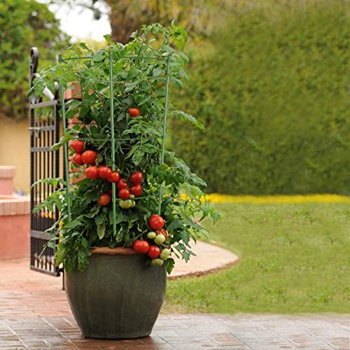 ZJIA 3 Pack Plant Support Cages Tomato Cages and Supports with Adjustable Rings (18 inch) ZJIA 3 Pack Plant Support Cages Tomato Cages and Supports with Adjustable Rings (18 inch)