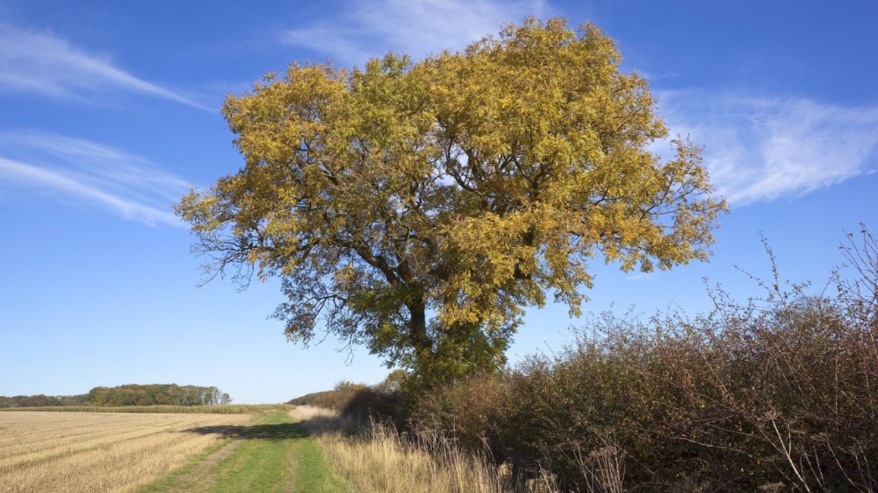 Autumn ash tree