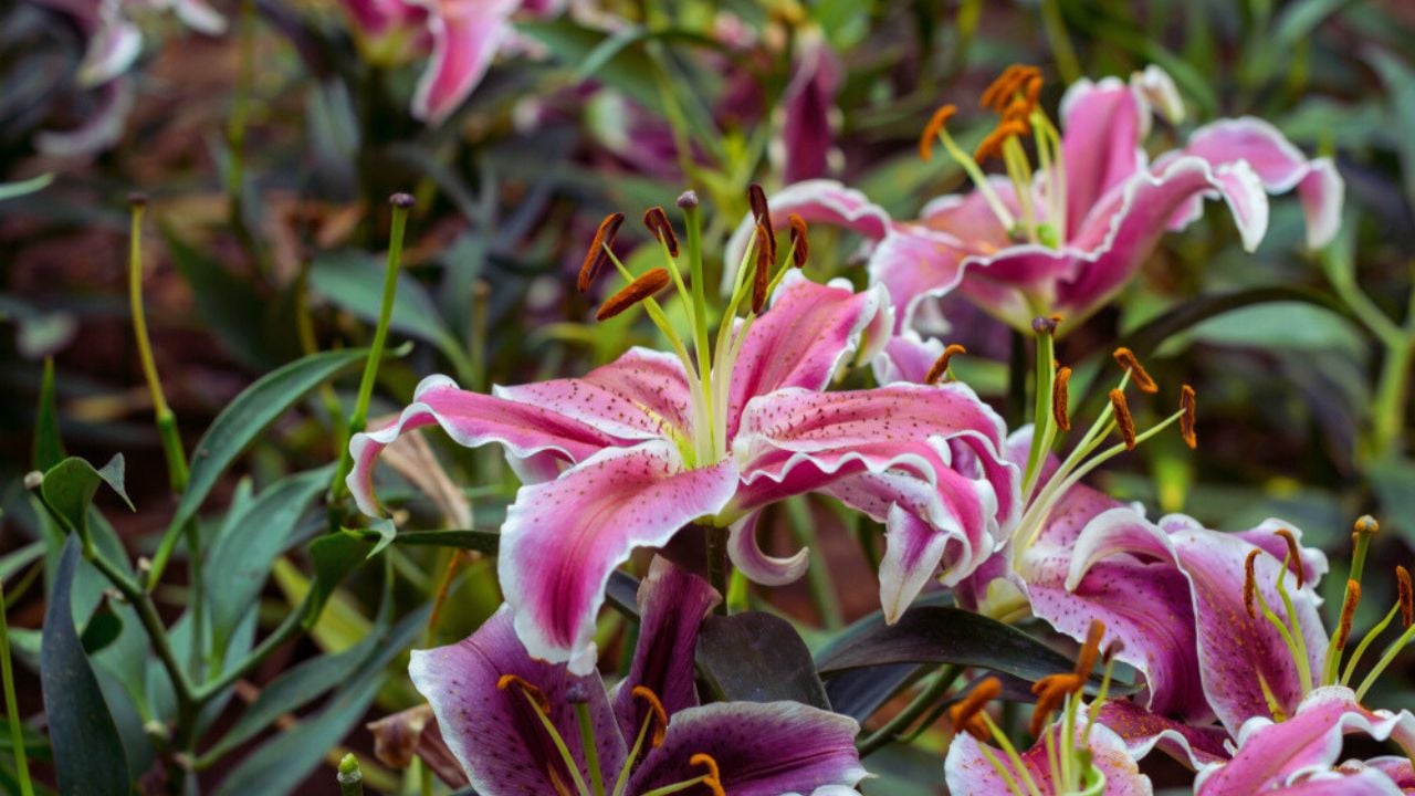 Beautiful flowers of pink lilies in the garden.pink lily flower in garden. blooming flora in park