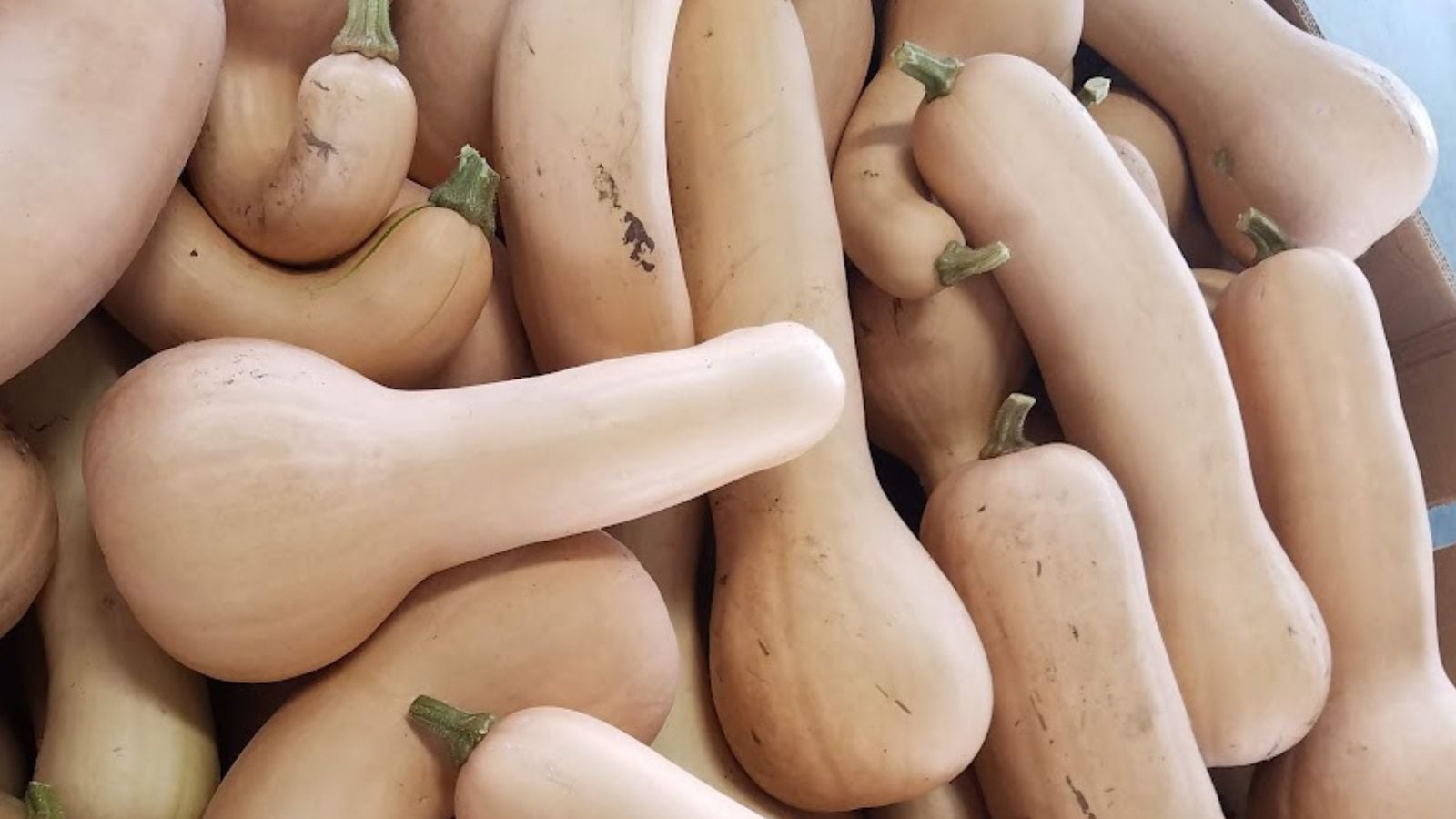 butternut squash.