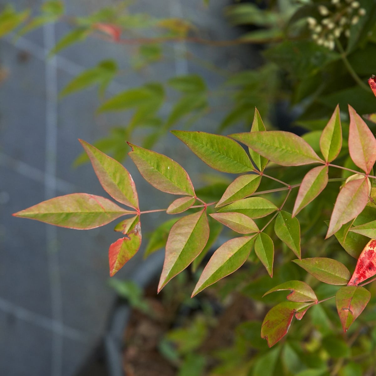 Heavenly Bamboo