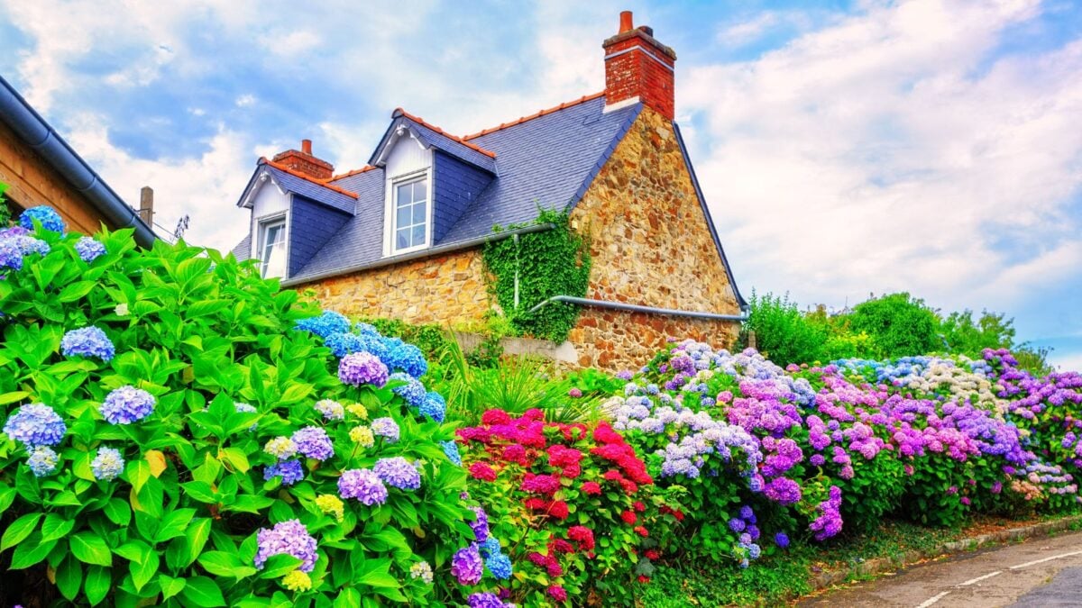 Hydrangea hedge in front of a stone house.