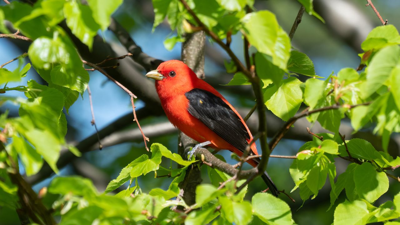 Male scarlet tanager in Green-Wood Cemetery, Brooklyn, NY