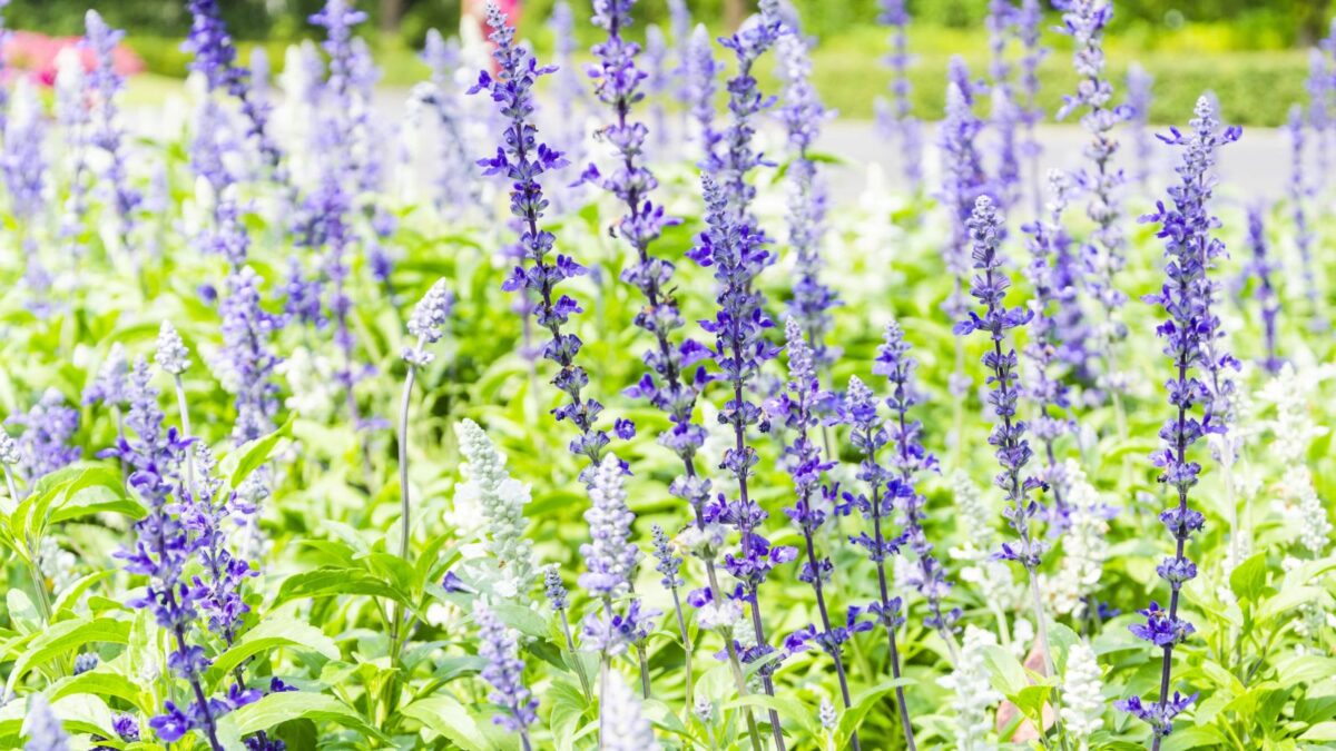 Mexican bush sage