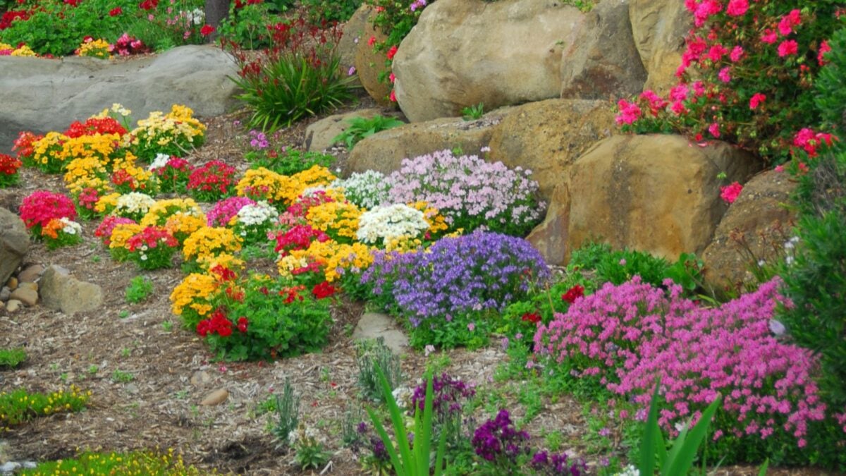 rock garden with an abundance of colorful flowers.