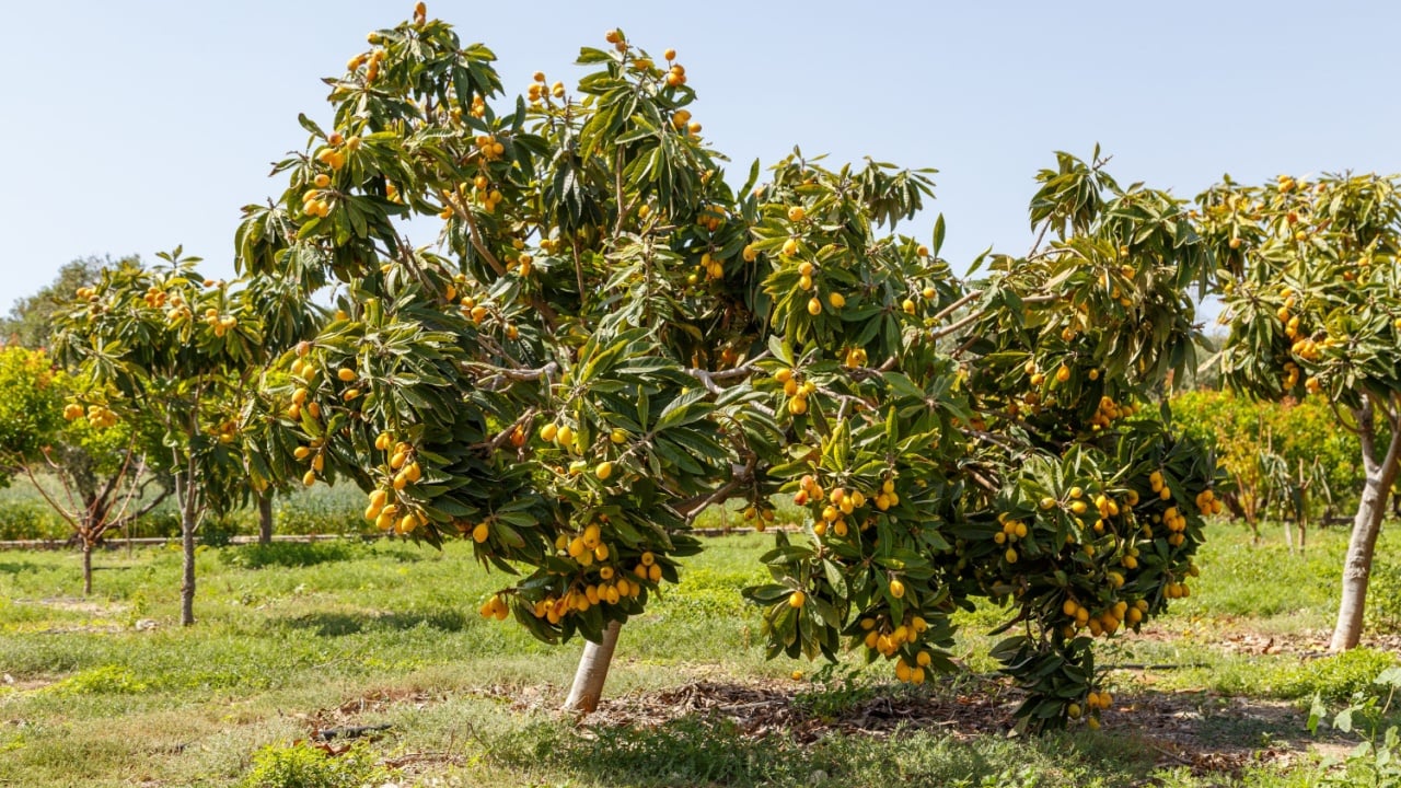 Ripe fruit loquat on trees in the garden.