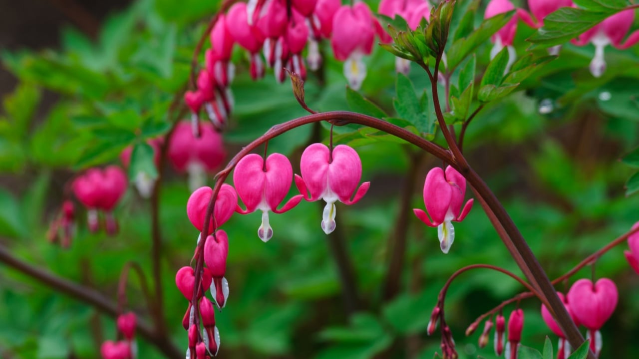Bleeding heart flowers (Dicentra spectabils)