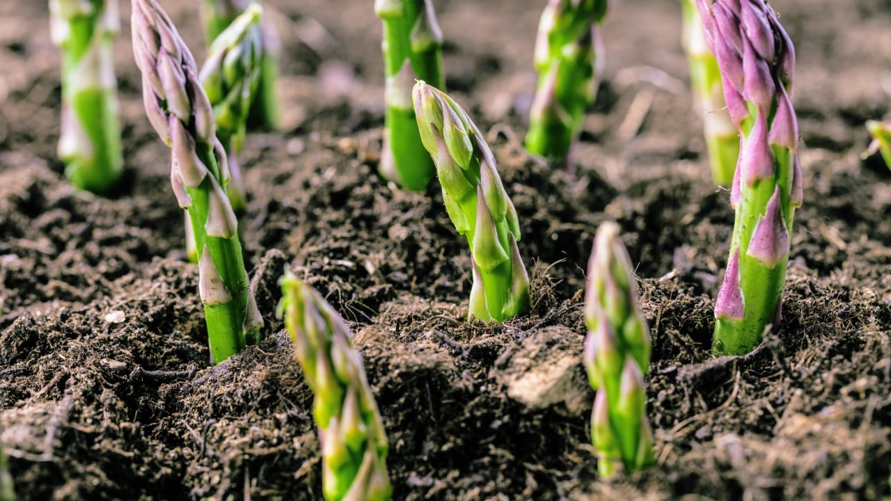 Organic farming asparagus in black soil