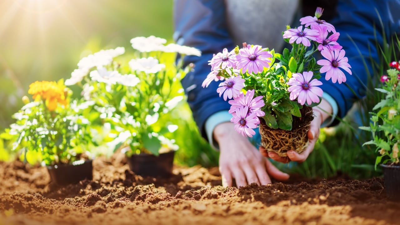 Woman hands putting seedling flowers into the black soil. Newly planted florets in the garden.