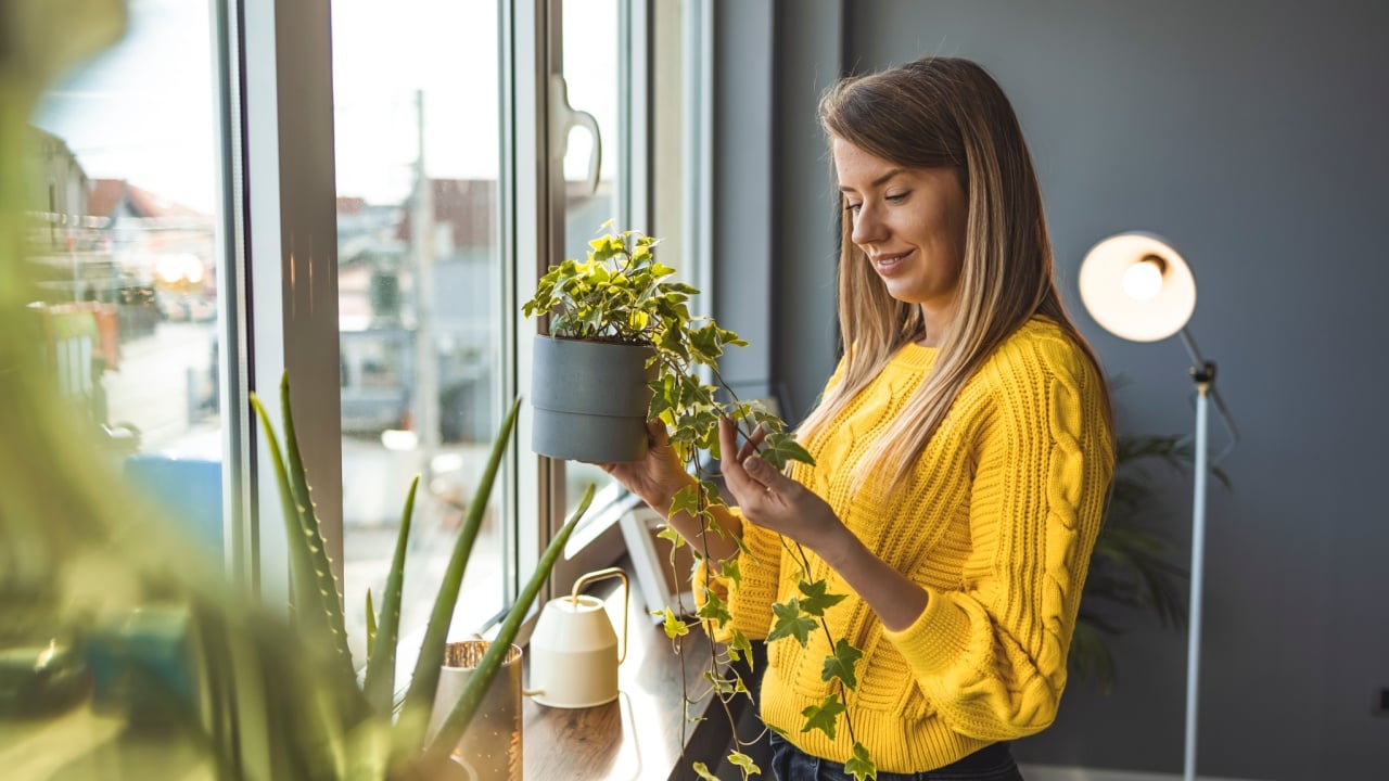 Young woman taking care of her plants. Woman gardener with houseplant, moisturizes leaves during the heating season, monstera on background. Greenery at home. Love of plants. Indoor cozy garden.