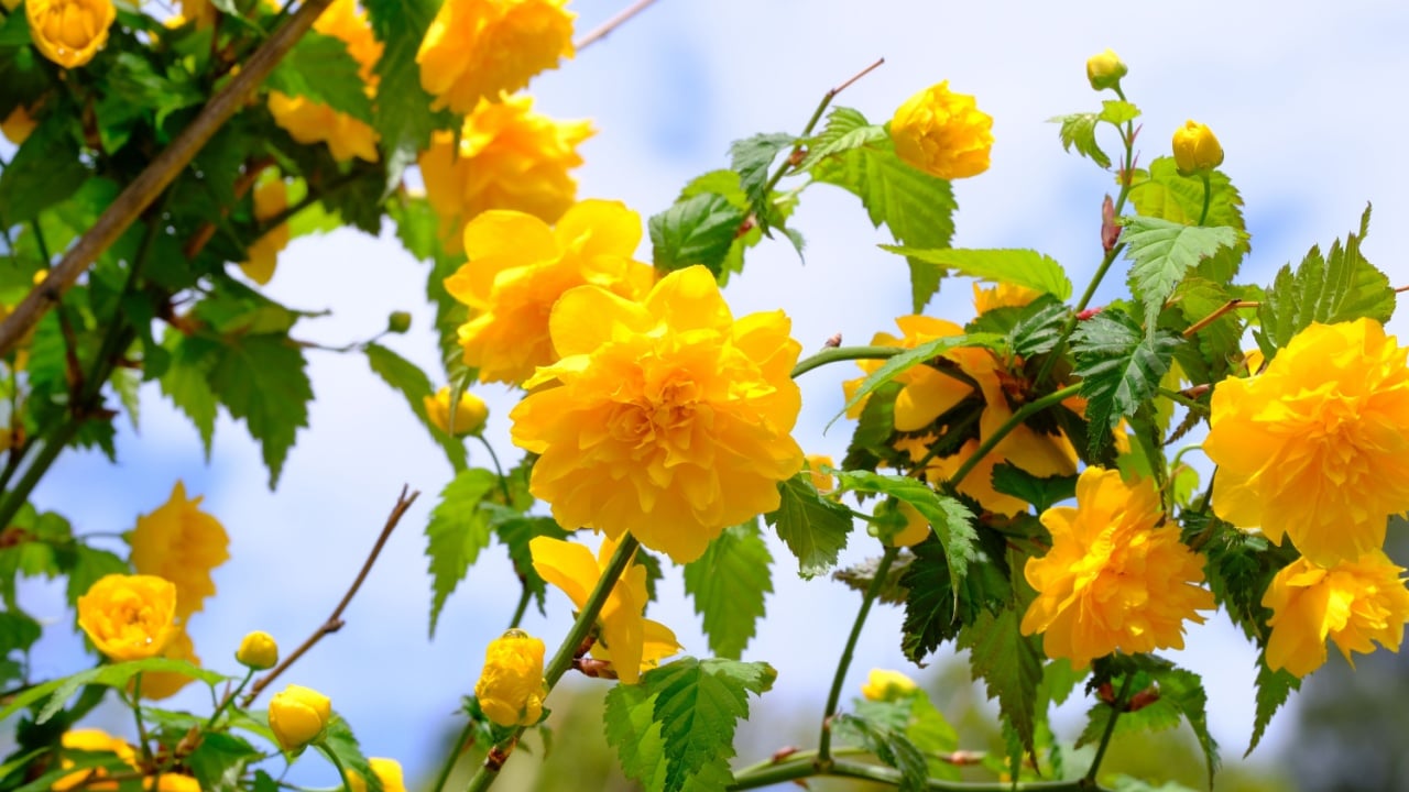 Kerria japonica in full blooming