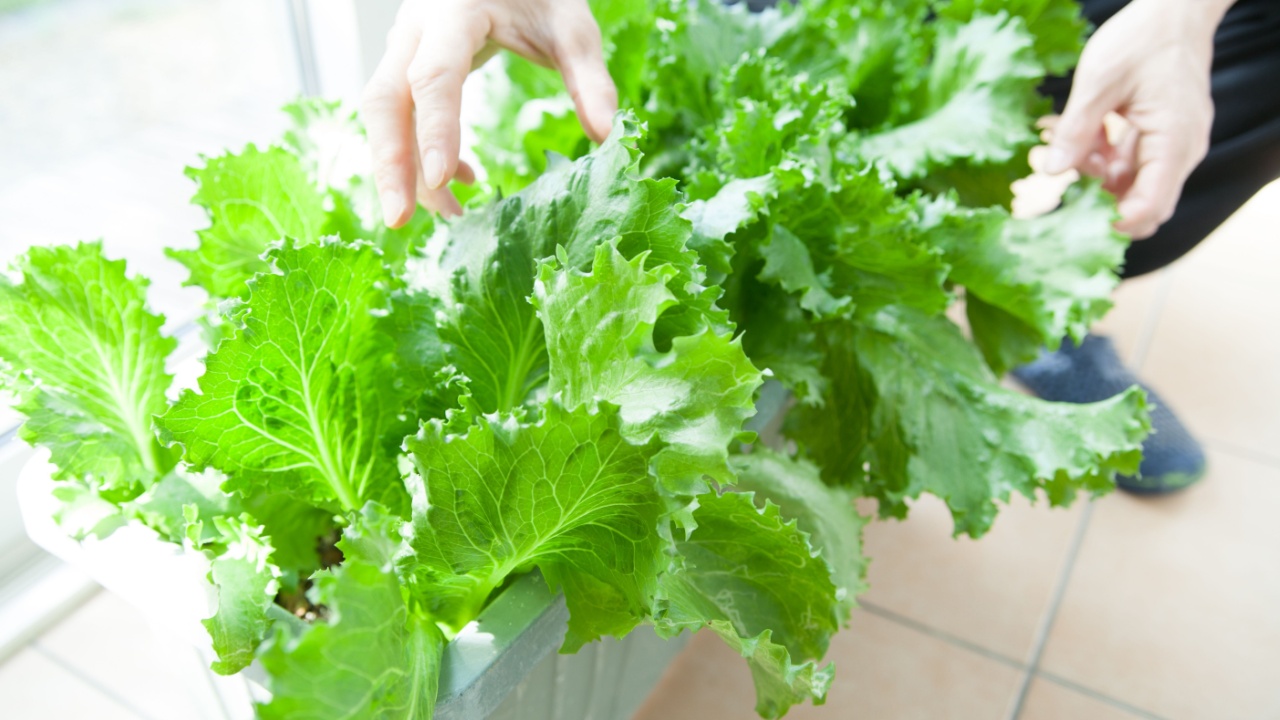 a man is growing lettuce indoors
