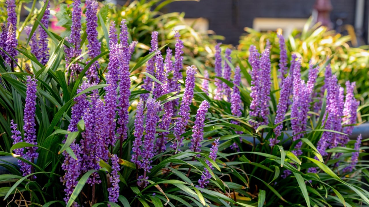 Selective focus of blue Lily turf flower in the garden, Liriope muscari is a species of flowering plant from East Asia, Herbaceous perennial has grass-like evergreen foliage, Nature floral background.