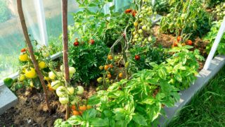 Backyard greenhouse made of foil standing on the grass behind the house, visible young tomato bushes.