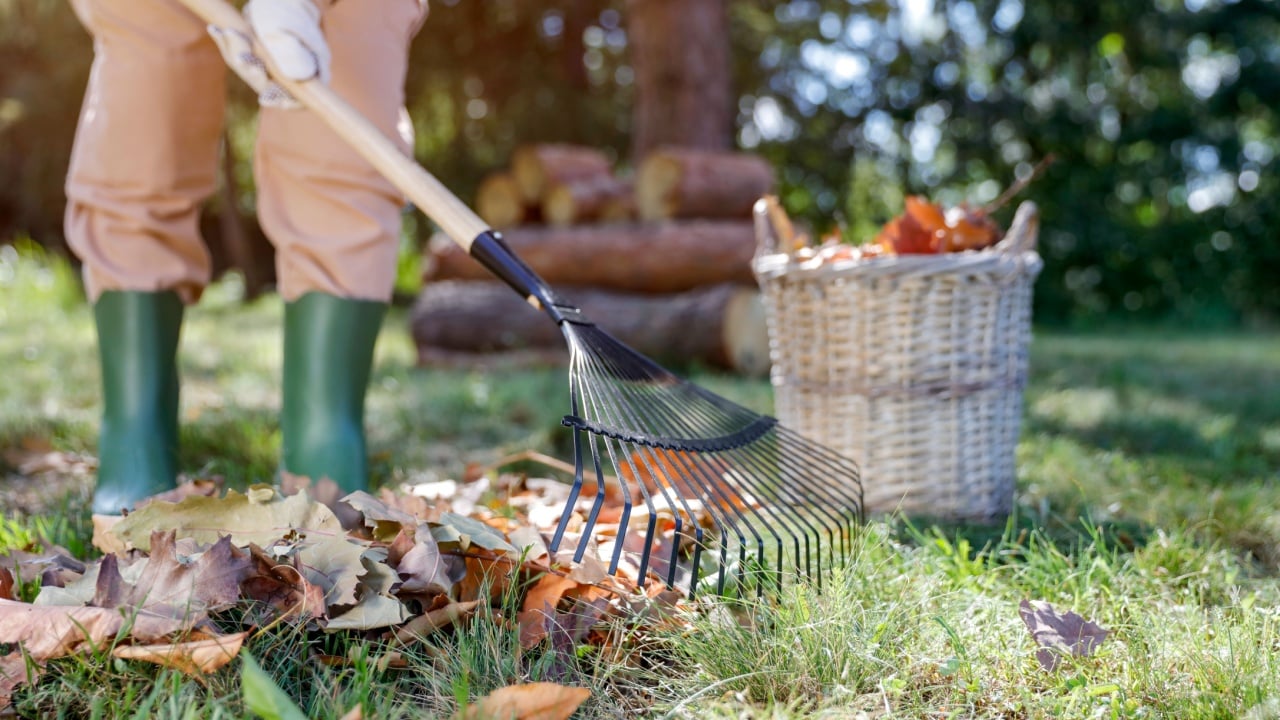 Woman legs in rubber boots and rake in a garden. Woman raking leaves on a sunny autumn day. Autumn gardening