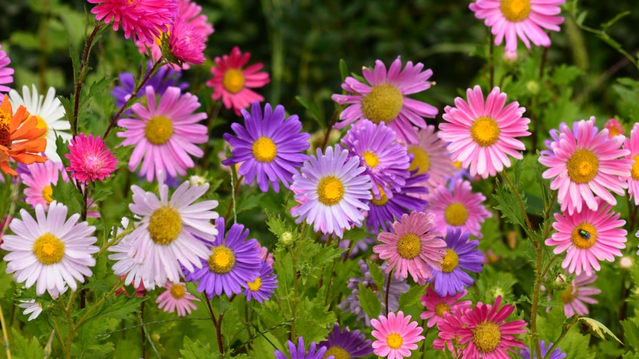 Vibrant Asters blooming in the garden