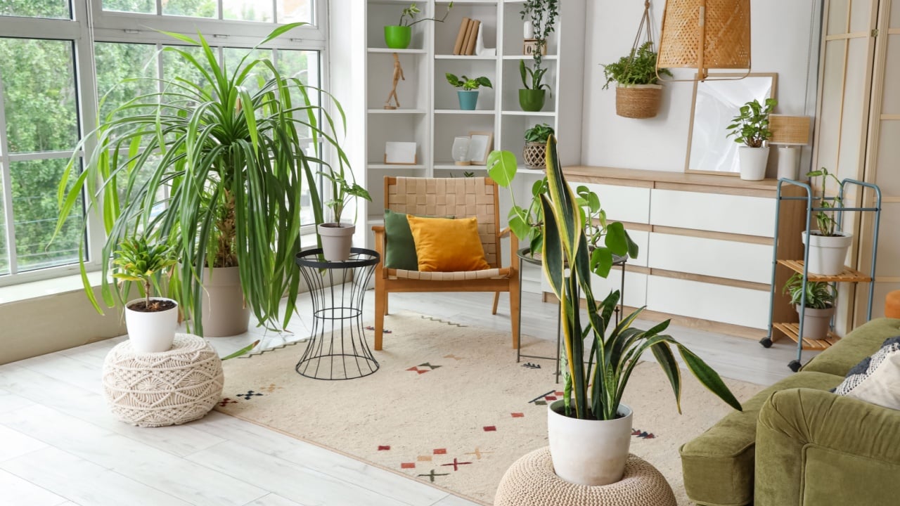 Interior of living room with houseplants, armchair and shelf unit