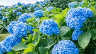 Natural Landscape view of purple Hydrangea flower (Hydrangea macrophylla) in a garden with mountain and blue sky
