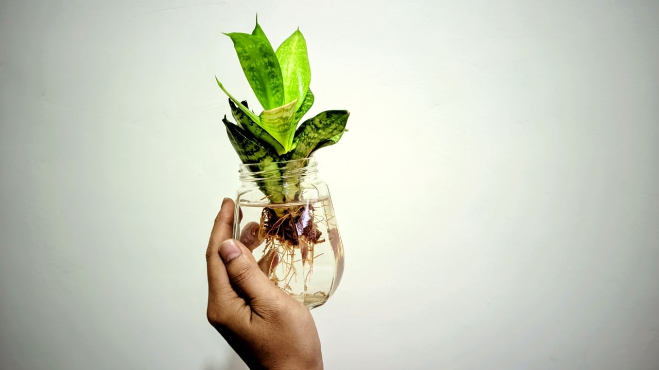 Hand Holding Glass Jar with Snake Plant in Water – Eco-Friendly Indoor Decoration