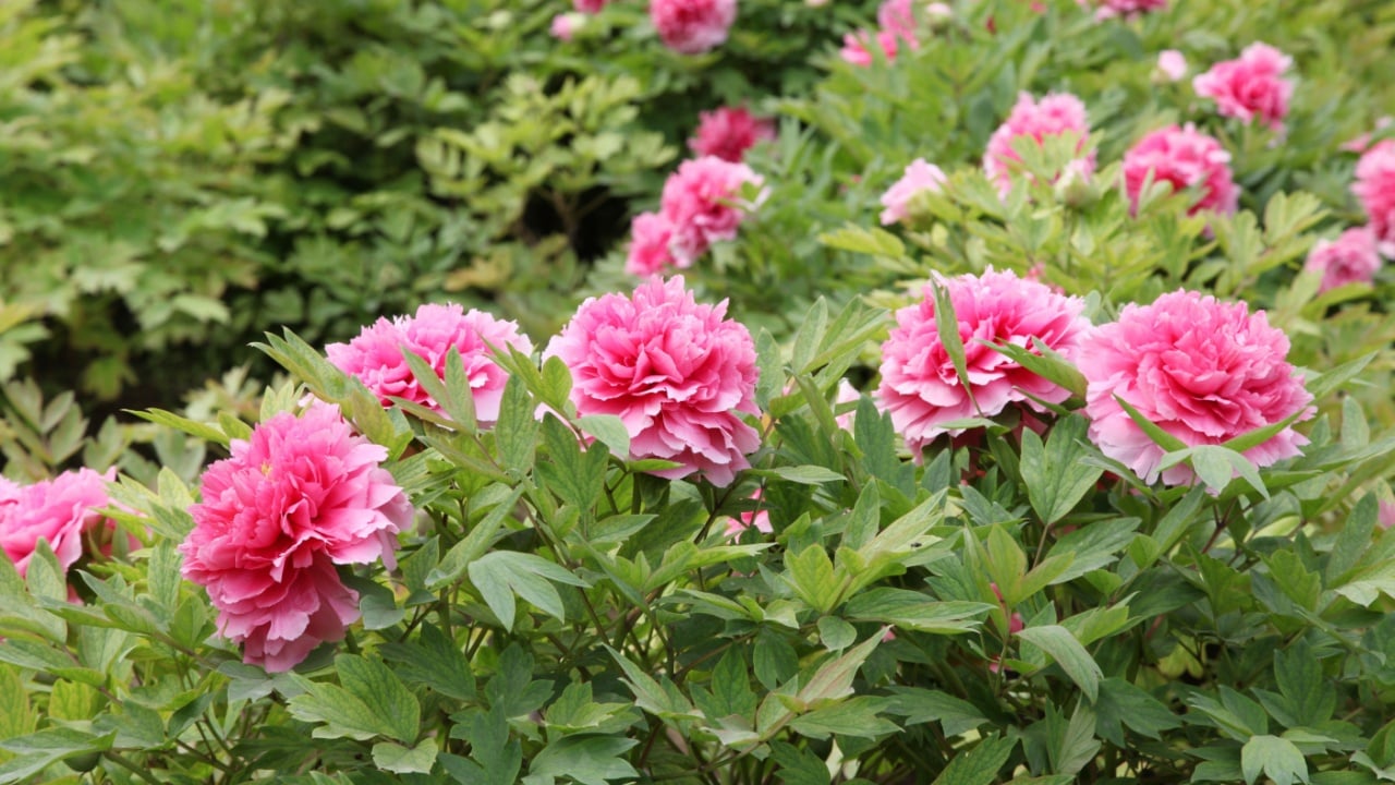 Pink peony and bees