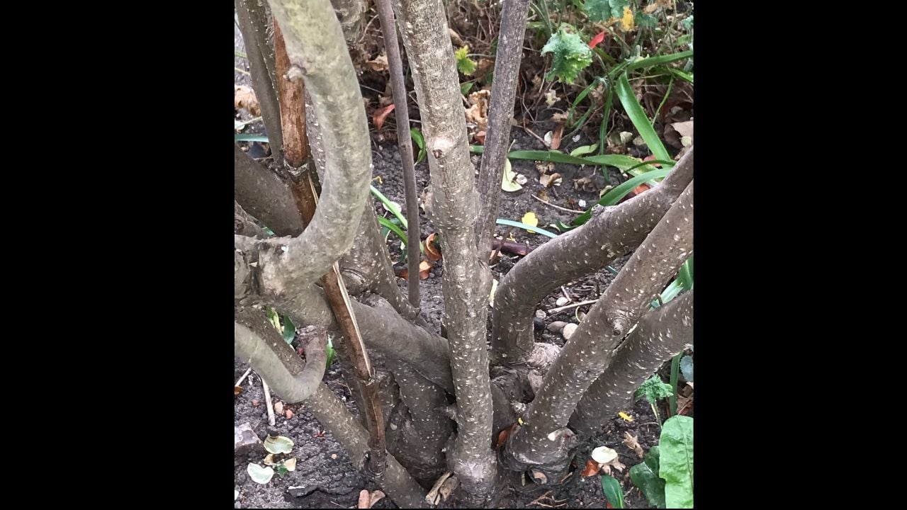 Stem of tree Peony