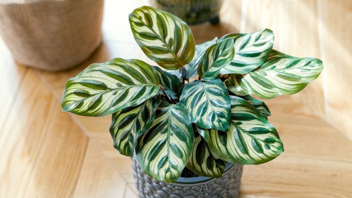 Stock Photo ID: 2221039849
Calathea makoyana (known as peacock calathea, the peacock plant, prayer plant) growing indoors